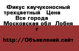 Фикус каучуконосный трехцветный › Цена ­ 500 - Все города  »    . Московская обл.,Лобня г.